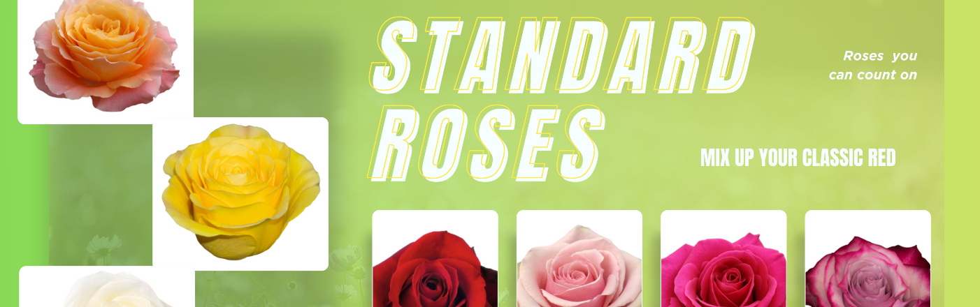 Shop Roses