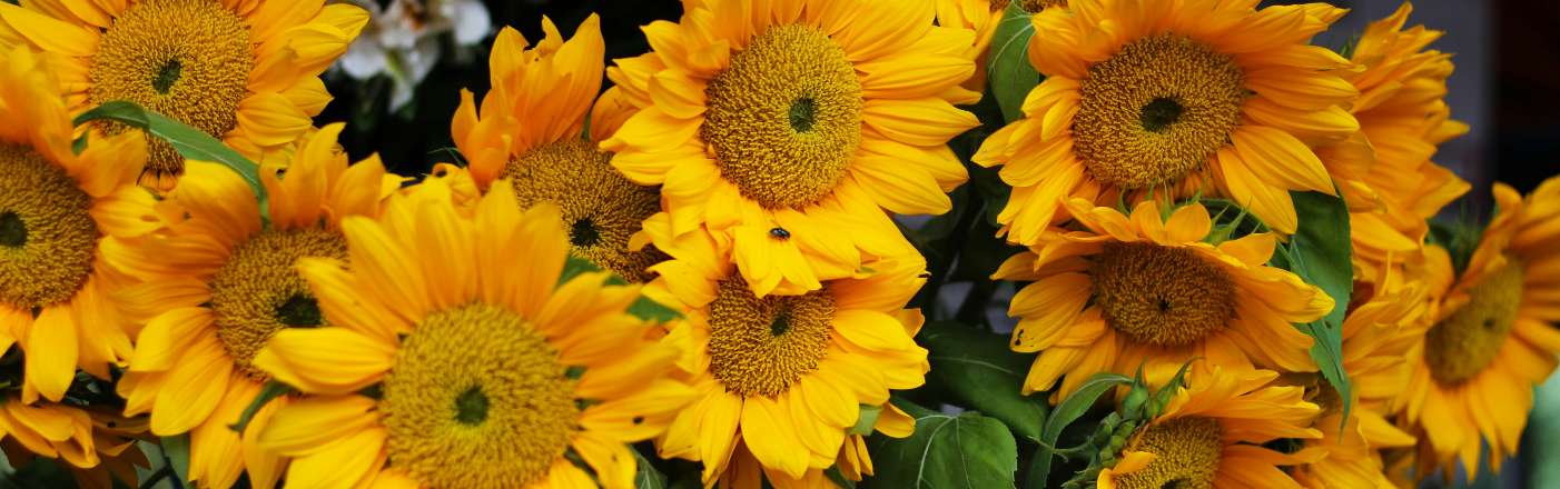 Shop Summer Flowers