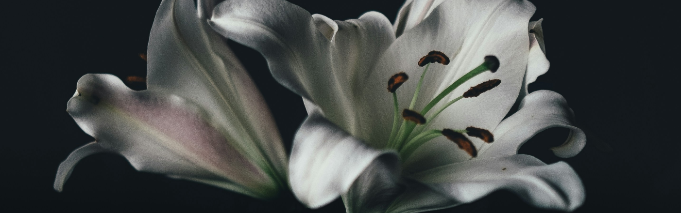 Shop Sympathy Flowers