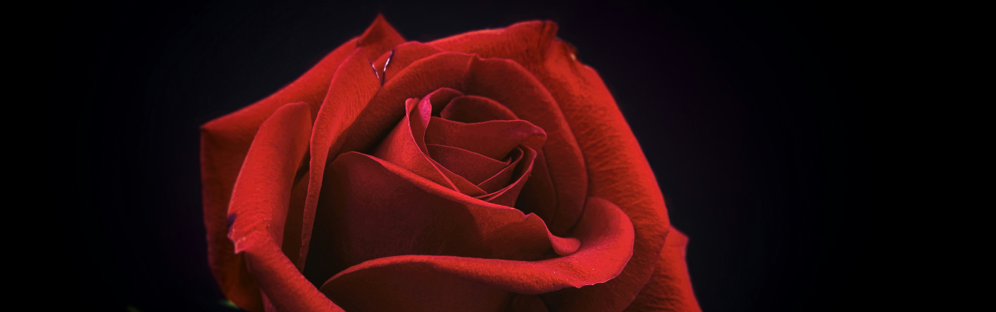 Shop Roses