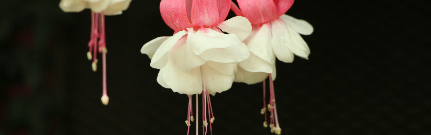 Shop Wedding Flowers