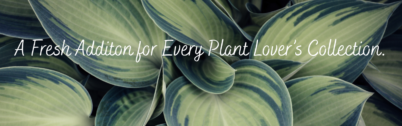 Shop Plants