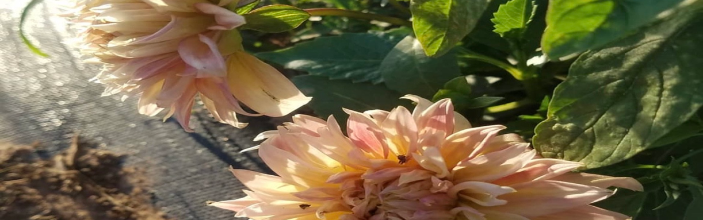 We grow our flowers on 10 acres