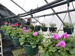 assorted hanging plants