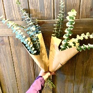 Eucalyptus shower bundles