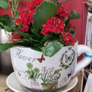 Plants