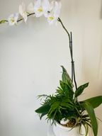 Orchids!!