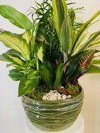 black coral snake plant leaves coming out Sansevieria 'Black Coral'
