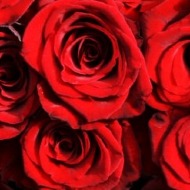 Rose Petals