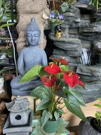 Store Display
