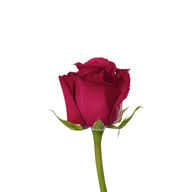 Add a Rose