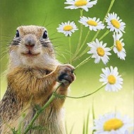 Avanti Greeting Card