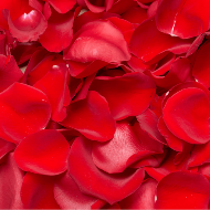 Red Rose Petals
