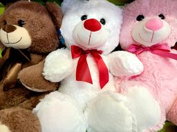 Bears