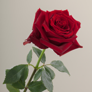 Red Rose added to any floral arrangement