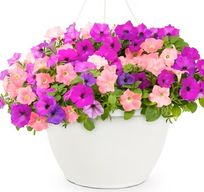 Hanging Basket