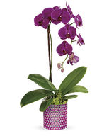 ORCHID