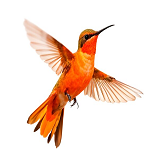 Add A Bird