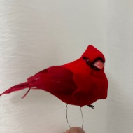 Loving Red Cardinal
