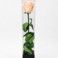 Forever Rose – A Keepsake That Lasts 3+ Years