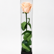 3+ Year Preserved Rose