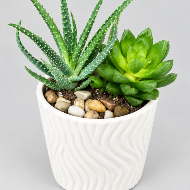 Mini Succulent