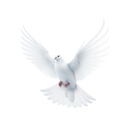 White Dove