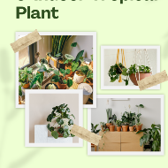 Tropical Indoor Plant