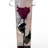 Single Eternal Red Rose
