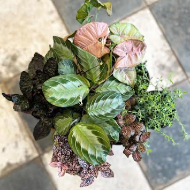 Live Plant Designer Choice
