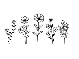 Fresh Cut Flowers for Plants
