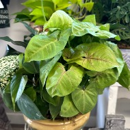 Dishgarden