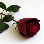 Red rose