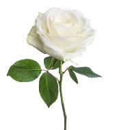 White Rose