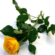 Yellow Rose