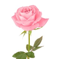 Pink Rose