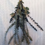 Eucalyptus Shower Bundle -hangs in shower