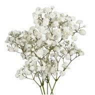 Baby's Breath- Gypsophilia