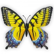 Butterfly Magnets