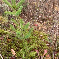 Plant a tree in Nova Scotia