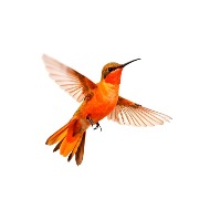 Bird