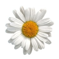 add 3 daisies
