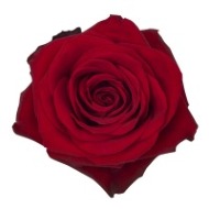 add 3 roses