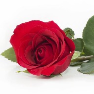 Single Long Stem Red Rose