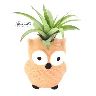 Owl Air Plant