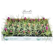Blooming Air Plant (Each)