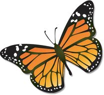 Add a Butterfly