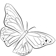 Add A Butterfly