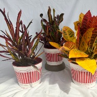 Fall Croton