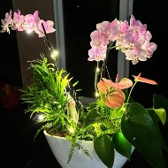 String lights